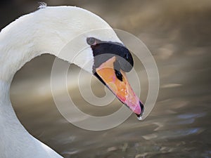 Vulgar swan with a drop of water in its beak