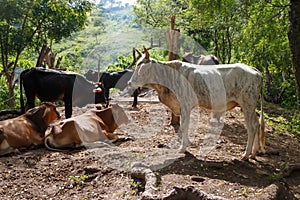 Vulls from a rustic farm in Nicaragua