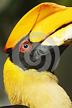 Vulnerable species, Close-up side view of a great hornbill looking at the camera Saw parts of the head