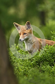 Vulpes vulpes. Fox is widespread throughout Europe. photo