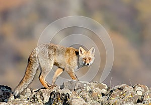 Vulpes vulpes