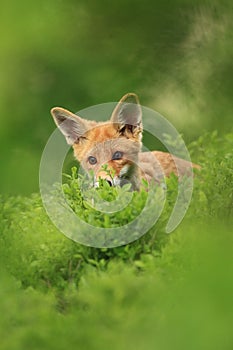 Vulpes vulpes. Fox is widespread throughout Europe.