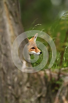 Vulpes vulpes. Fox is widespread throughout Europe.