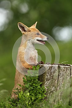 Vulpes vulpes. Fox is widespread throughout Europe.