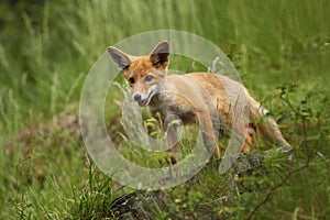 Vulpes vulpes. Fox is widespread throughout Europe.