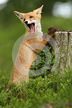 Vulpes vulpes. Fox is widespread throughout Europe.