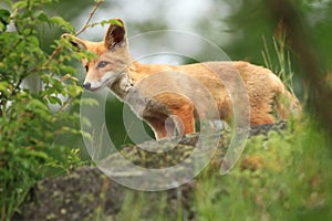 Vulpes vulpes. Fox is widespread throughout Europe.