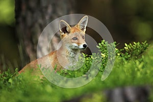 Vulpes vulpes. Fox is widespread throughout Europe.