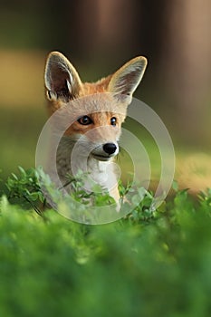 Vulpes vulpes. Fox is widespread throughout Europe.