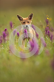 Vulpes vulpes. Fox is widespread throughout Europe.