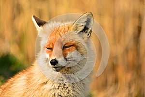 Vulpes vulpes - Red fox