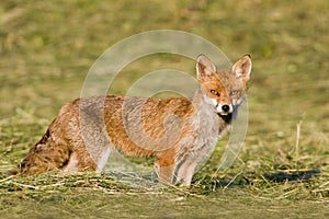 Vulpes vulpes, red fox standing on the grass, Jura, France