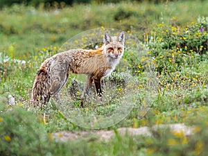 Vulpes Vulpus Macroura - Rocky Mountain Red Fox