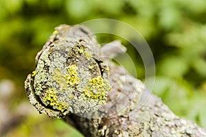 Vulpicida pinastri and Parmeliopsis sp..