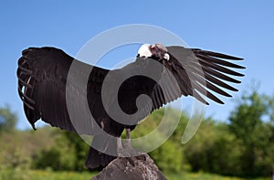 Vultur gryphus in wildness area