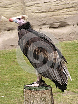Vulture photo