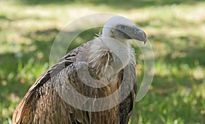 Vulture
