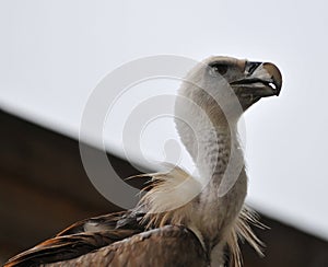 Vulture