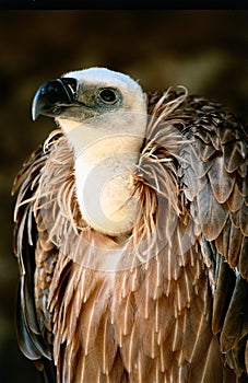 Vulture