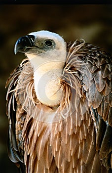 Vulture photo