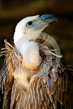 Vulture photo