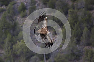 Vulture photo