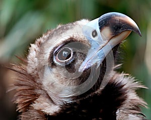 Vulture