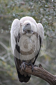 Vulture