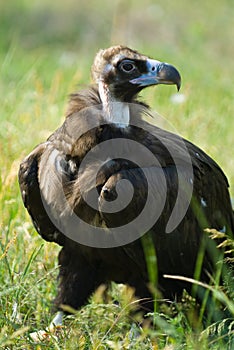 Vulture