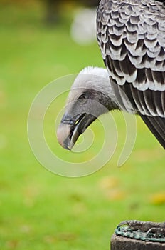 Vulture