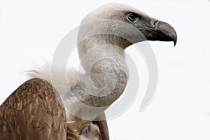 Vulture