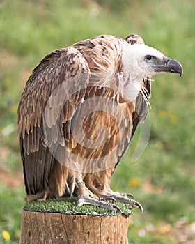 Vulture