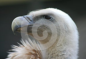 Vulture