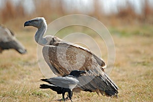 Vulture photo