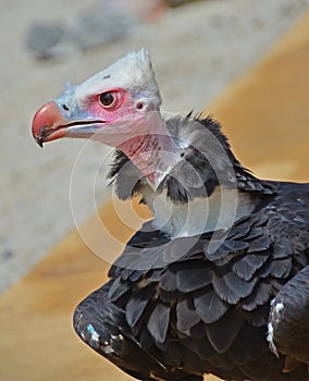 Vulture