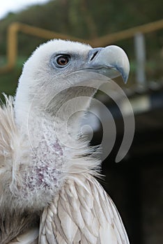 Vulture, Almaty, Kazakhstan