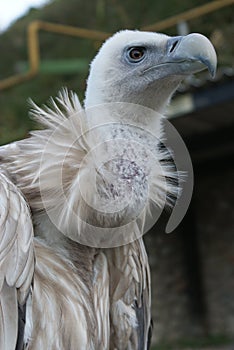 Vulture, Almaty, Kazakhstan