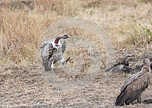 Vulture Approaching a Carcass