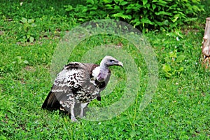 Vulture in Assiniboine park, Winnipeg, Manitoba