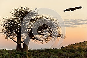 Vulture - Baobab Tree - Savuti - Botswana