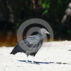 Vulture on a Beach