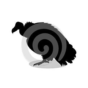 Vulture bird black silhouette animal