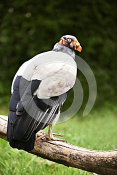 Vulture or bird, branch and nature in zoo for food, relaxation and standing in landscape. Wildlife, carnivore animal or