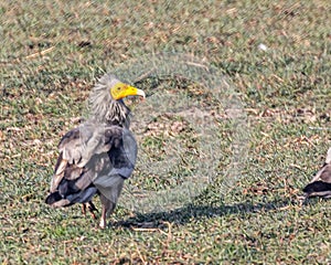 Vulture bird perched in a grassy field beaks