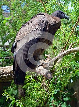 A vulture is a bird of prey. 2 types of vultures are the New World vultures,