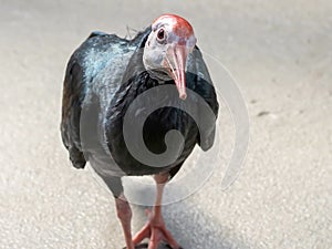 Vulture bird of prey walking on the ground with a red and white head and black body, wildlife animal