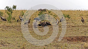 Vulture birds carcass