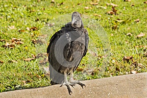 Vulture