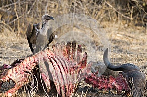 Vulture on a buffalo carcass in South Luangwa national park