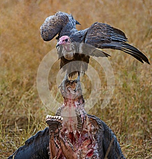 Vulture on Buffalo kill (Hooded Vulture)